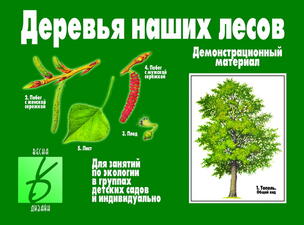 Игра "Деревья наших лесов"
